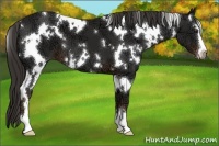 Horse Color:White Spotted Liver Chestnut Ice Sabino