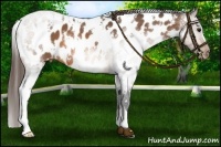 Horse Color:White Spotted Buckskin Near Leopard 