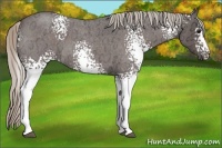 Horse Color:White Spotted Silver Brown Ice Roan 