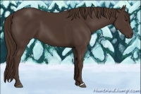 Horse Color:Liver Chestnut 