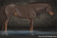 Horse Color:Liver Chestnut 