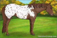 Horse Color:Chestnut Appaloosa 