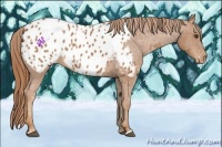 Horse Color:Chestnut Appaloosa
