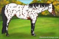 Horse Color:Bay Appaloosa 