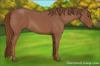 Horse Color:Red Roan Rabicano 