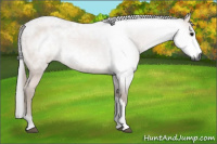 Horse Color:Gray Bay Roan Rabicano 
