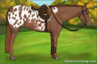 Horse Color:Chestnut Appaloosa 