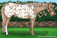 Horse Color:Palomino Appaloosa