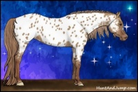 Horse Color:Red Dun Appaloosa 