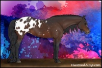 Horse Color:Bay Appaloosa
