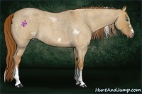 Horse Color:Red Dun Roan Splash Frame Rabicano 