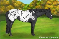 Horse Color:Black Appaloosa
