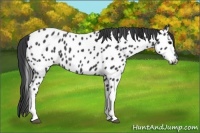Horse Color:Black Near Leopard 