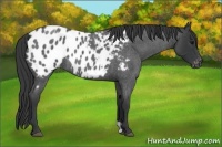 Horse Color:Blue Roan Near Leopard 