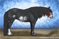 Horse Color:Black  and Black Frame 