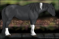 Horse Color:Black Tobiano 
