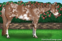 Horse Color:White Spotted Chestnut Frame