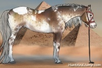 Horse Color:White Spotted Liver Red Onyx Splash Tobiano Rabicano and White Spotted Liver Red Onyx Splash Rabicano