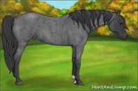 Horse Color:Smoky Blue Roan
