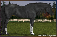Horse Color:Black and Gray Black