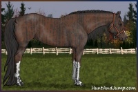 Horse Color:Black  and Bay 