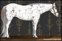Horse Color:Bay Splash Tobiano Appaloosa  and Bay Roan Splash Tobiano Appaloosa 
