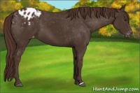 Horse Color:Liver Chestnut Appaloosa 