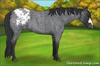 Horse Color:Blue Roan Varnish 