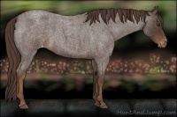 Horse Color:Liver Red Roan Appaloosa