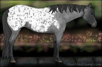 Horse Color:Blue Roan Appaloosa