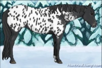 Horse Color:Black Appaloosa 