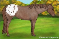 Horse Color:Red Roan Appaloosa 