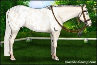 Horse Color:Silver Amber Cream Champagne Pearl Appaloosa 