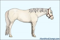 Horse Color:Gold Cream Champagne Pearl Dun 