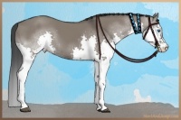 Horse Color:Grullo Splash