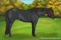 Horse Color:Black 