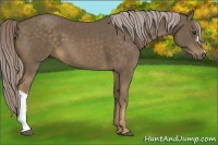 Horse Color:Chocolate Palomino 