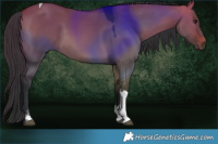 Horse Color:Bay Dun Tobiano 