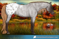 Horse Color:Liver Red Roan Appaloosa 