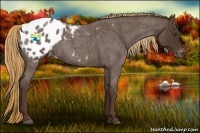 Horse Color:Liver Red Roan Appaloosa 