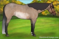 Horse Color:Bay Roan Dun Rabicano Brindle 
