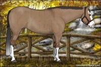 Horse Color:Bay Roan Dun Splash Rabicano Brindle
