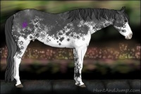 Horse Color:White Spotted Blue Roan 