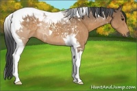 Horse Color:Buckskin Tobiano