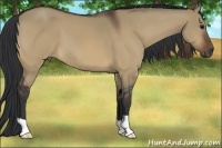 Horse Color:Brown Dun 
