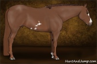 Horse Color:Chestnut Frame