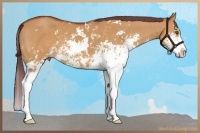 Horse Color:Chocolate Bay Dun Sabino 