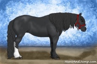 Horse Color:Black 