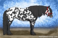 Horse Color:Black Near Leopard 