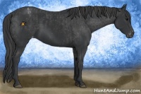 Horse Color:Black  and Black Appaloosa 